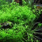植栽から204日目　パールグラス